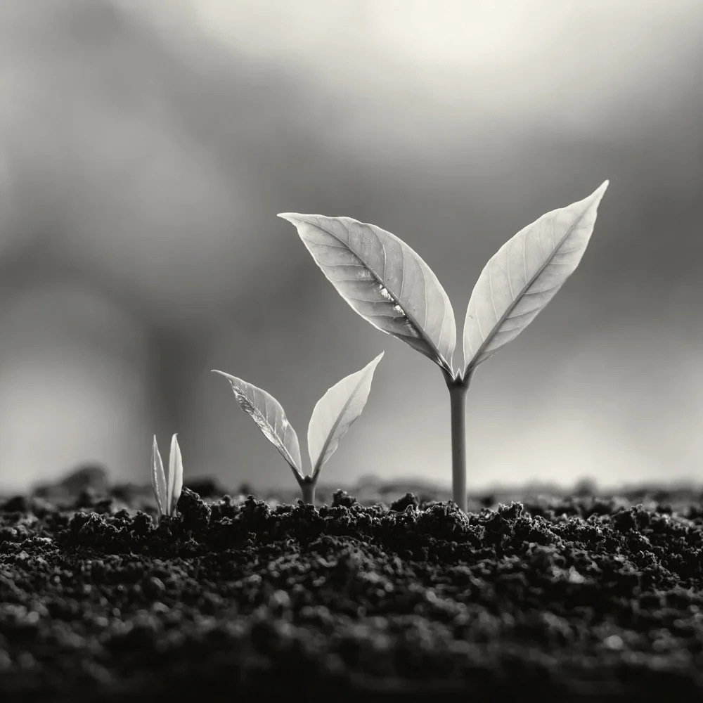 Three saplings in a row, showing the different stages of growth.